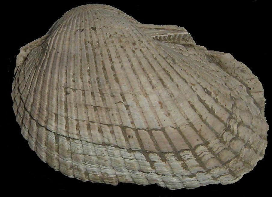 Anadara pectinata (Brocchi, 1814) pliocene Toscana